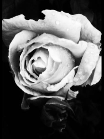 Black and white photo of a beautiful pink rose that grew in my garden in Atherton, Manchester, England.