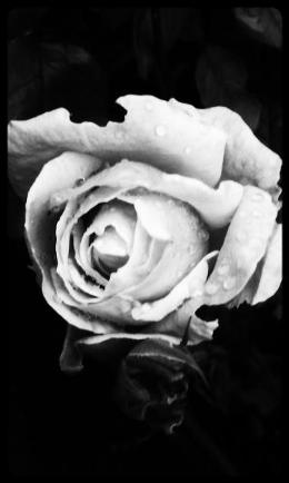 Black and white photo of a pink rose growing in my garden.